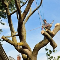 Daily deals: Travel, Events, Dining, Shopping Edmonds Tree Service Pros in Edmonds WA