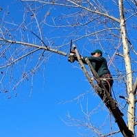 Daily deals: Travel, Events, Dining, Shopping WEL Tree Service of Puyallup in Puyallup WA
